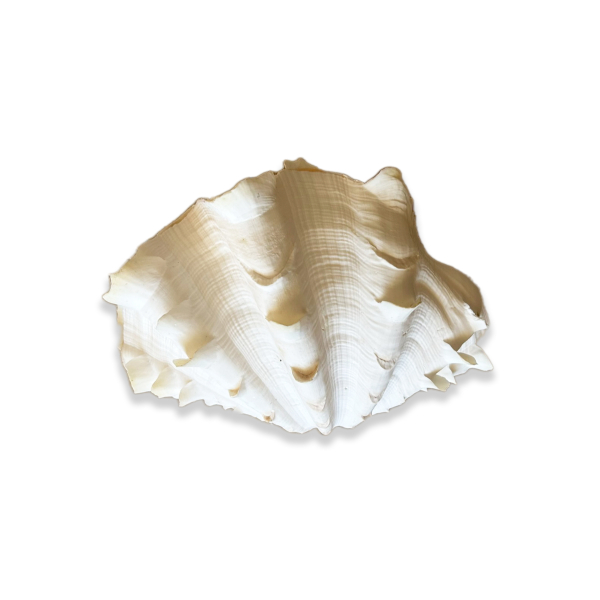 Product image thumbnail