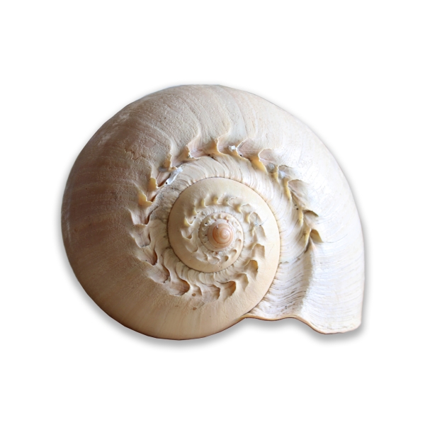 Product image thumbnail